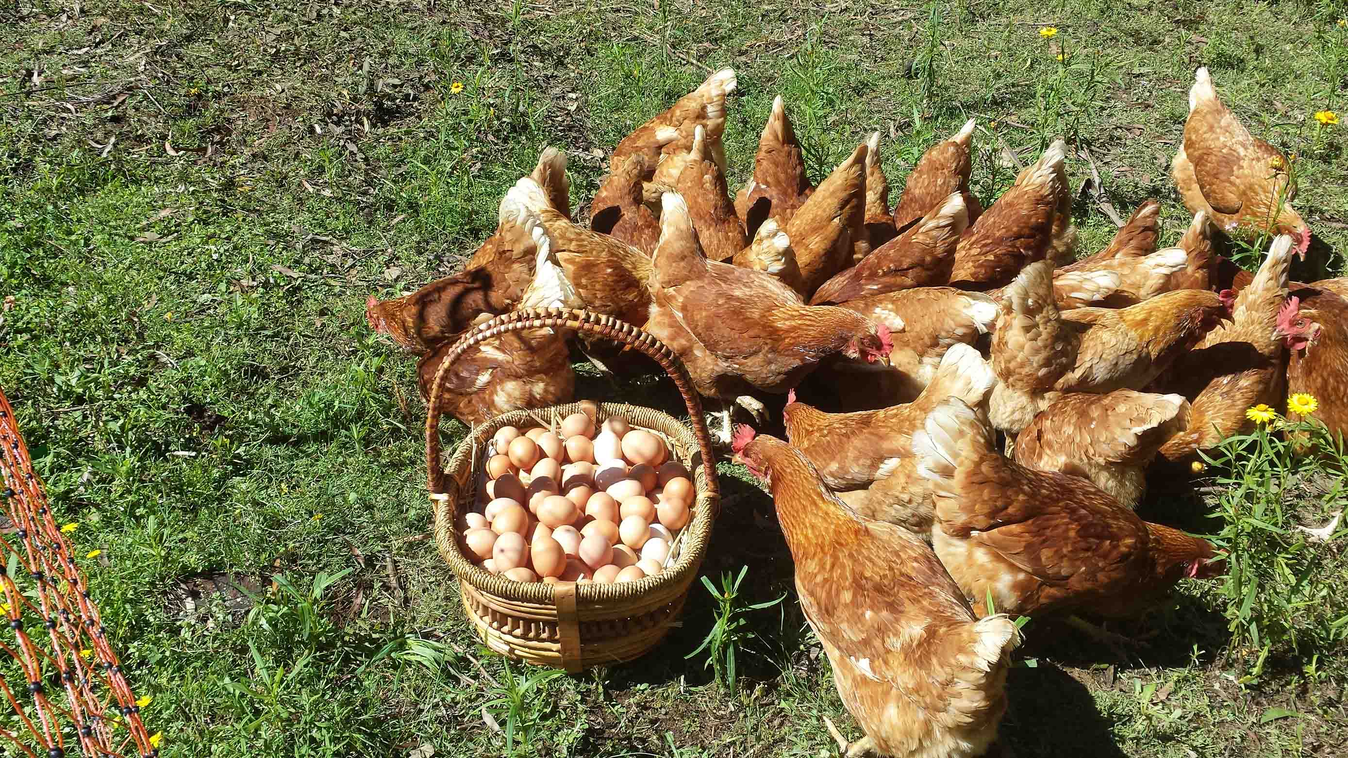 Chickens with eggs