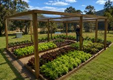 Veggie Garden - Gardening project in Kangaroo Valley